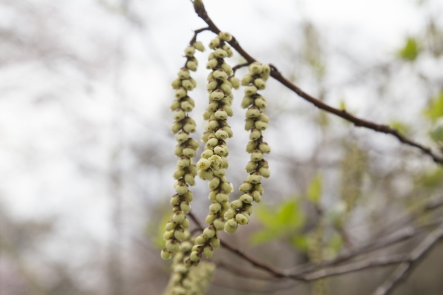 Early Stachyurus (Stachyurus praecox)
