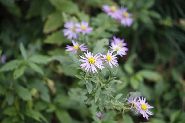 Aster microcephalus var. ovatus
