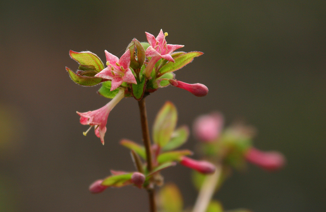 Lonicera ramosissima flowers