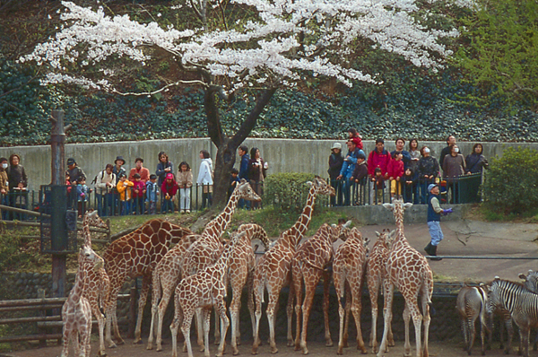 Tama Zoological Park