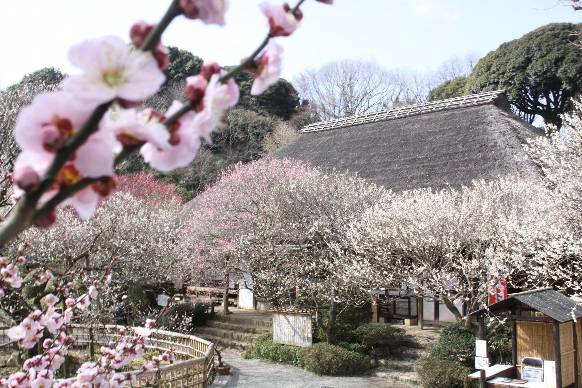 Keio Mogusaen