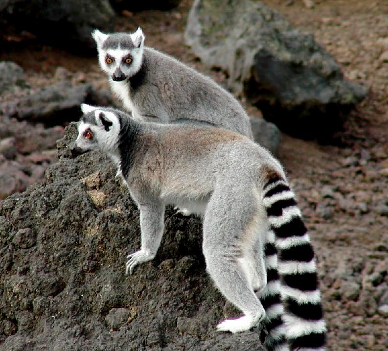 大島動物公園　ワオキツネザルの画像