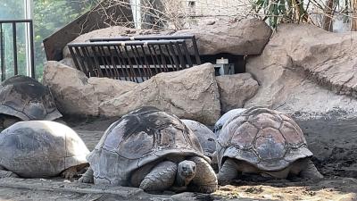 ゾウガメ