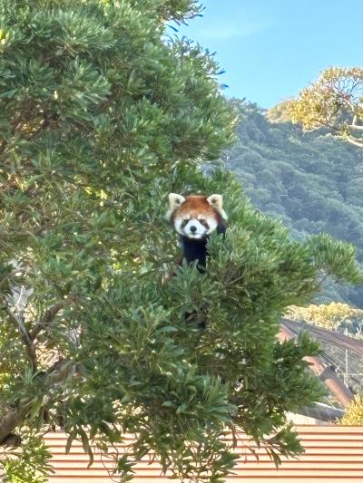 レッサーパンダ