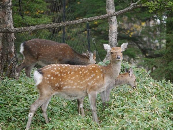 ニホンジカ