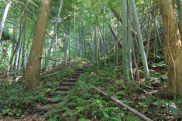 タンテイロの森