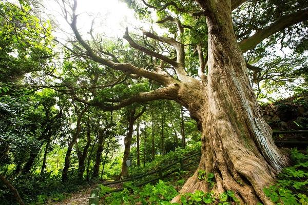 東要寺のイヌマキの木・式根島