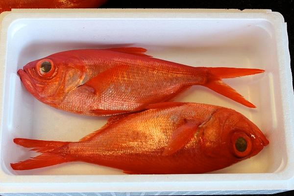 キンメダイ等の魚類・新島