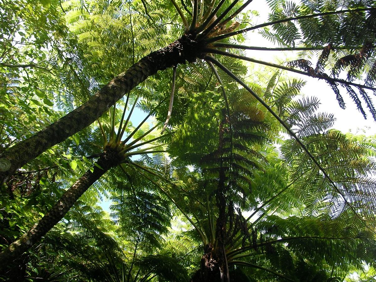 母島の公園の特徴のブランディング