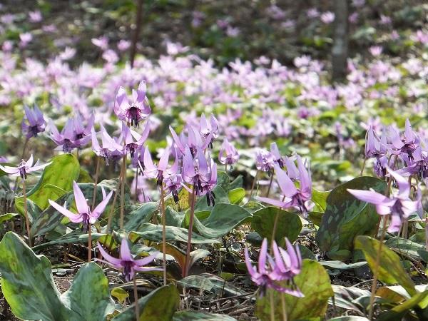 さやま花多来里の郷
