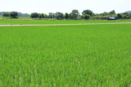 高月のたんぼの田園風景