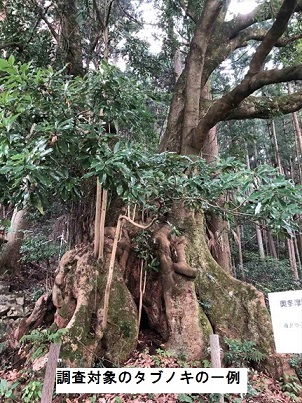 タブノキ